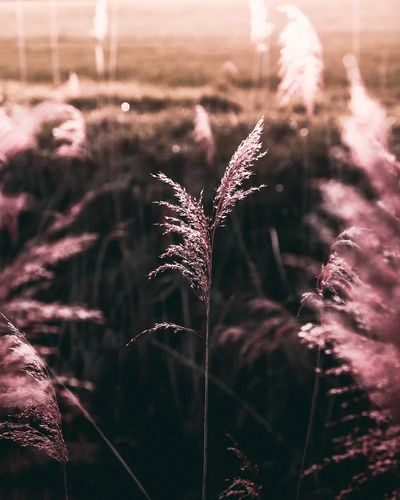 Pampas Grass at Sunset Poster