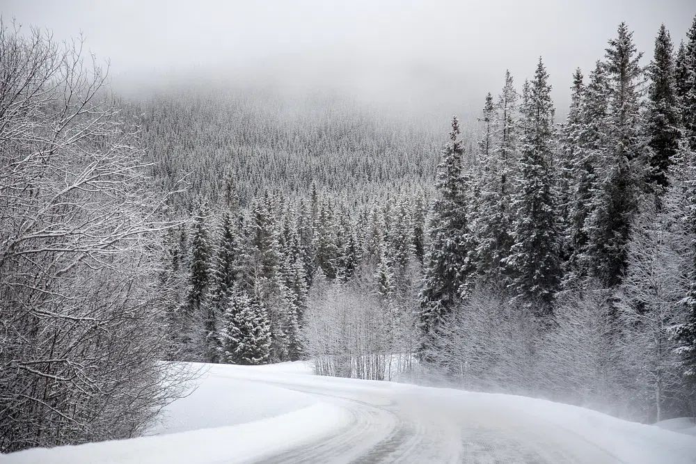 Snowy Forest Road — Nature Print. poster detail