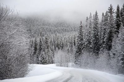 Snowy Forest Road — Nature Print.