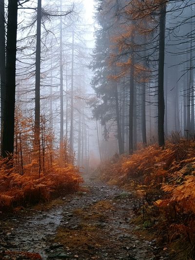 Misty Autumn Forest Poster.