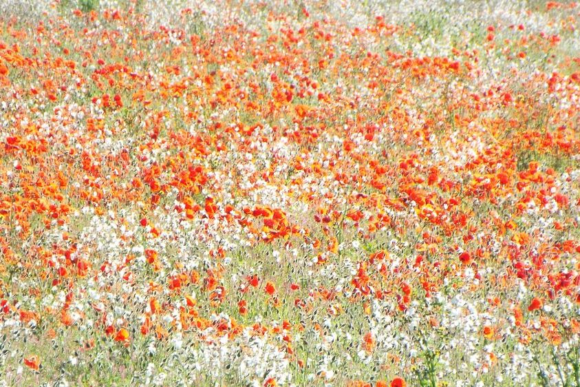 Flower wallpaper desktop, aesthetic HD. poster — nature art