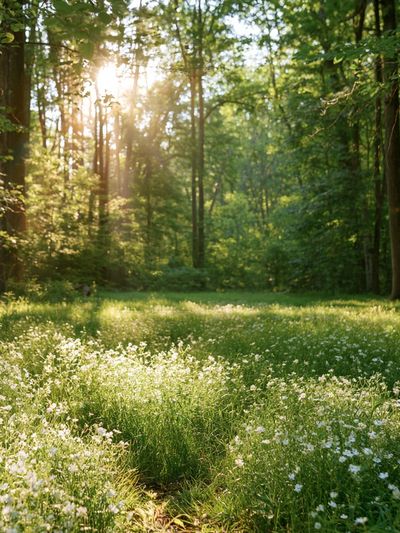 Sunlit Forest Meadow Photography Poster. poster