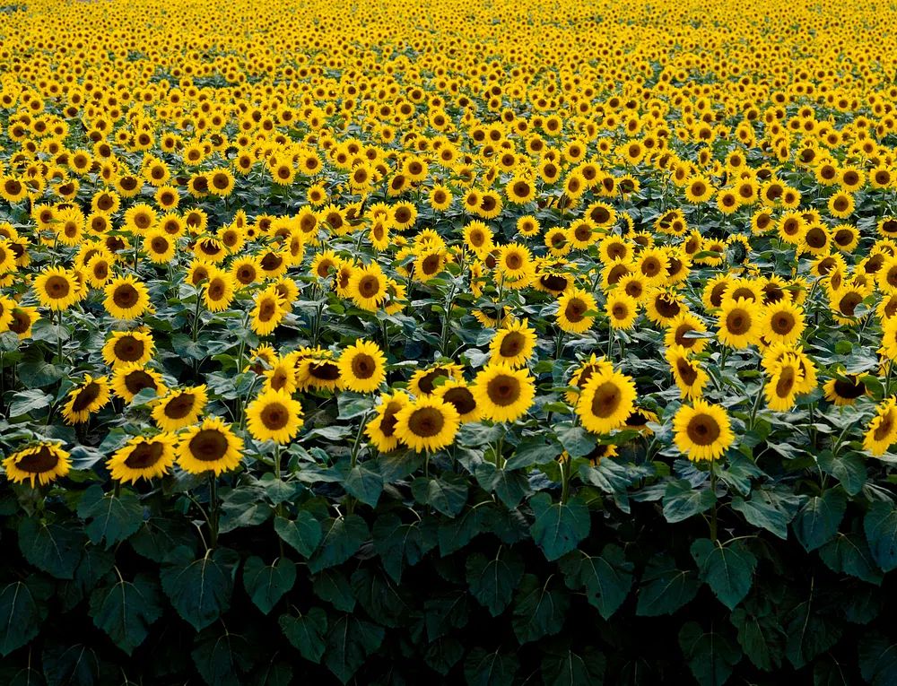Sunflowers Wisconsin field. Original image. poster detail