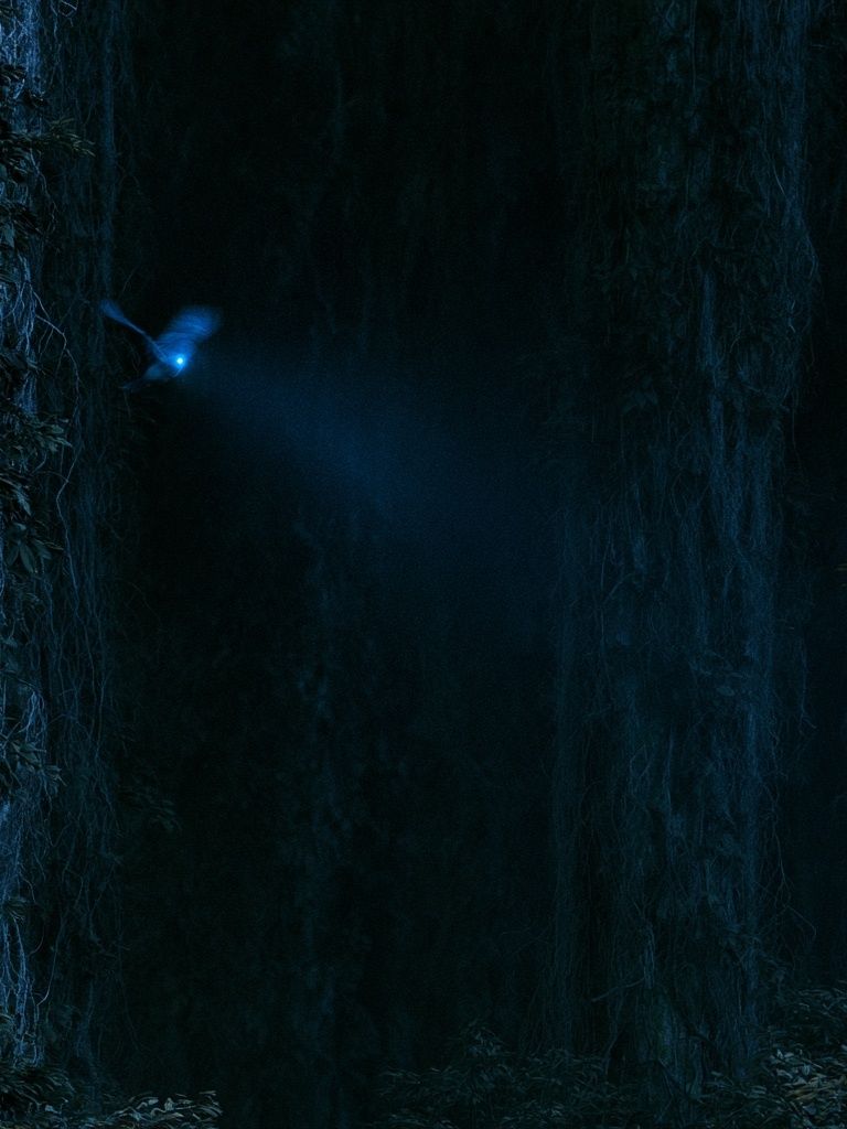 Moonlit Forest Glow Poster. poster detail