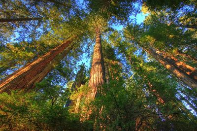 Majestic Redwood Forest