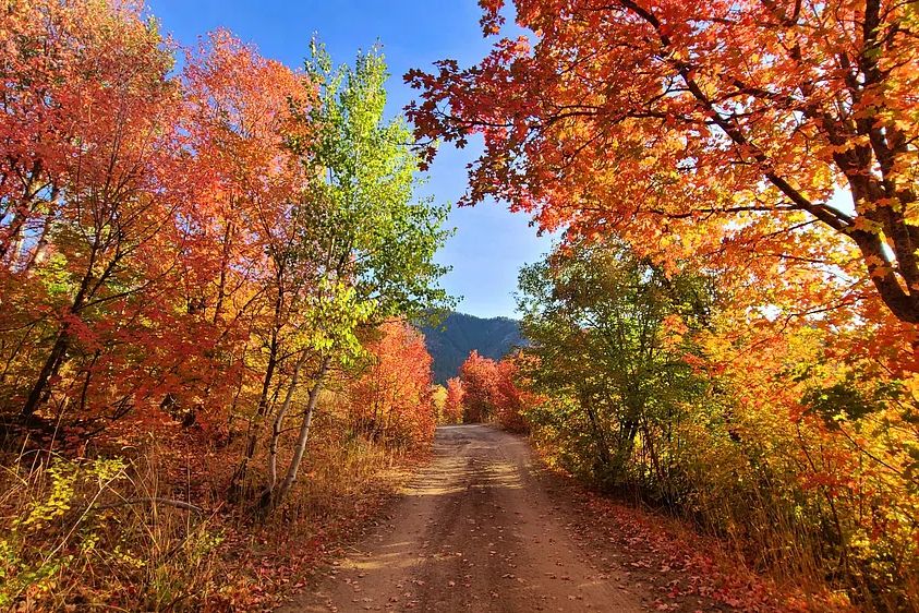 Fall colors dirt road Cub. poster — nature art