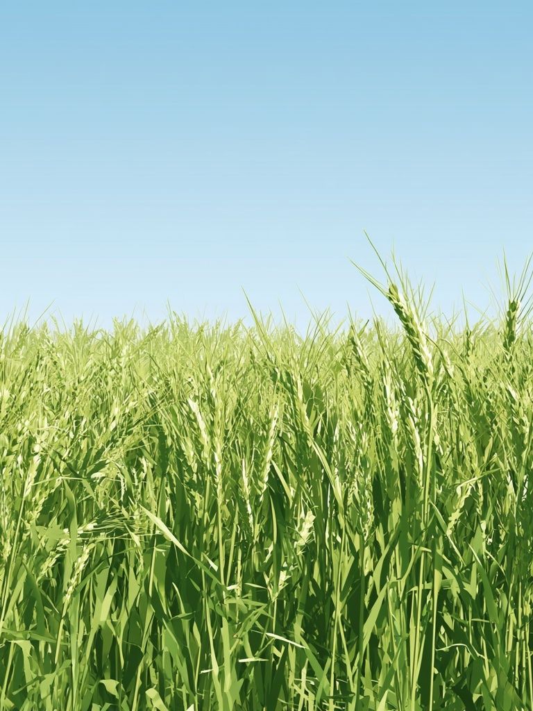 Green Wheat Field Photography Poster. poster detail