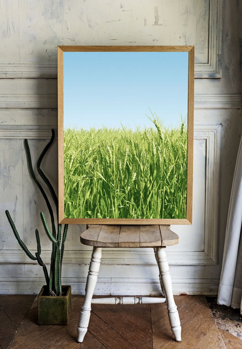 Green Wheat Field Photography Poster. — room view 1