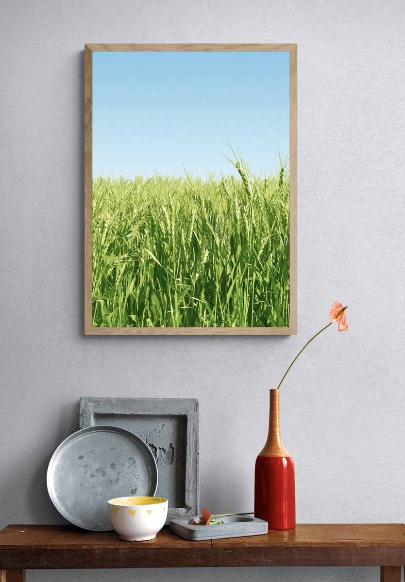 Green Wheat Field Photography Poster. — room view 3