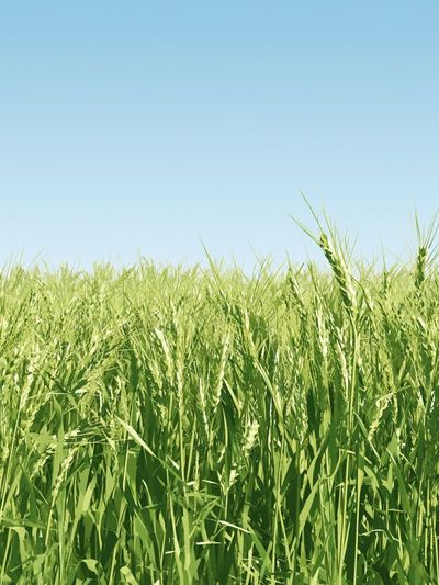 Green Wheat Field Photography Poster. poster