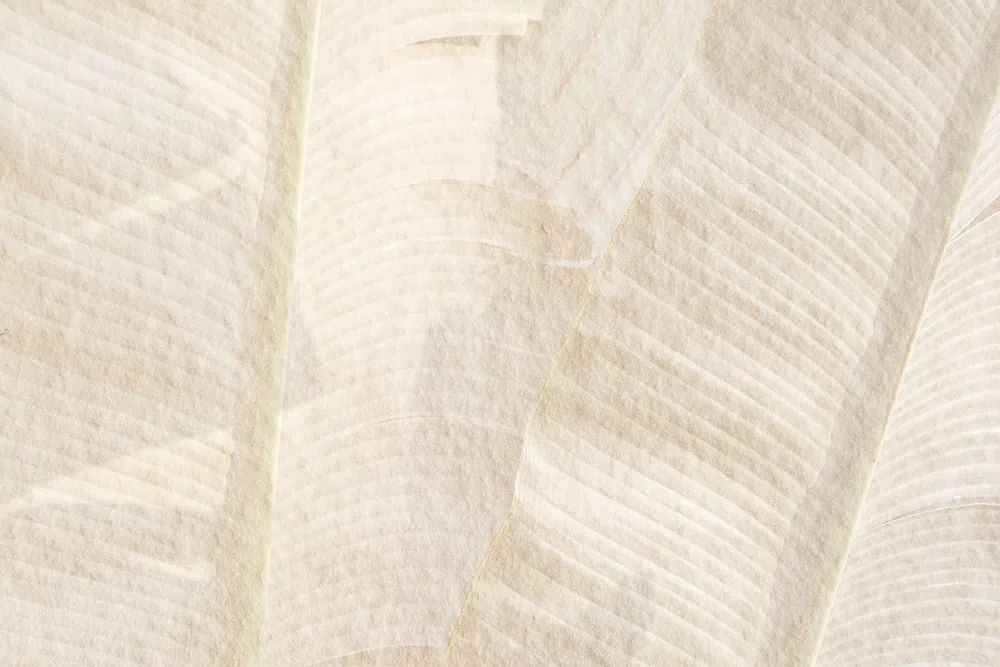 Banana leaf pattern beige cement. poster — nature art