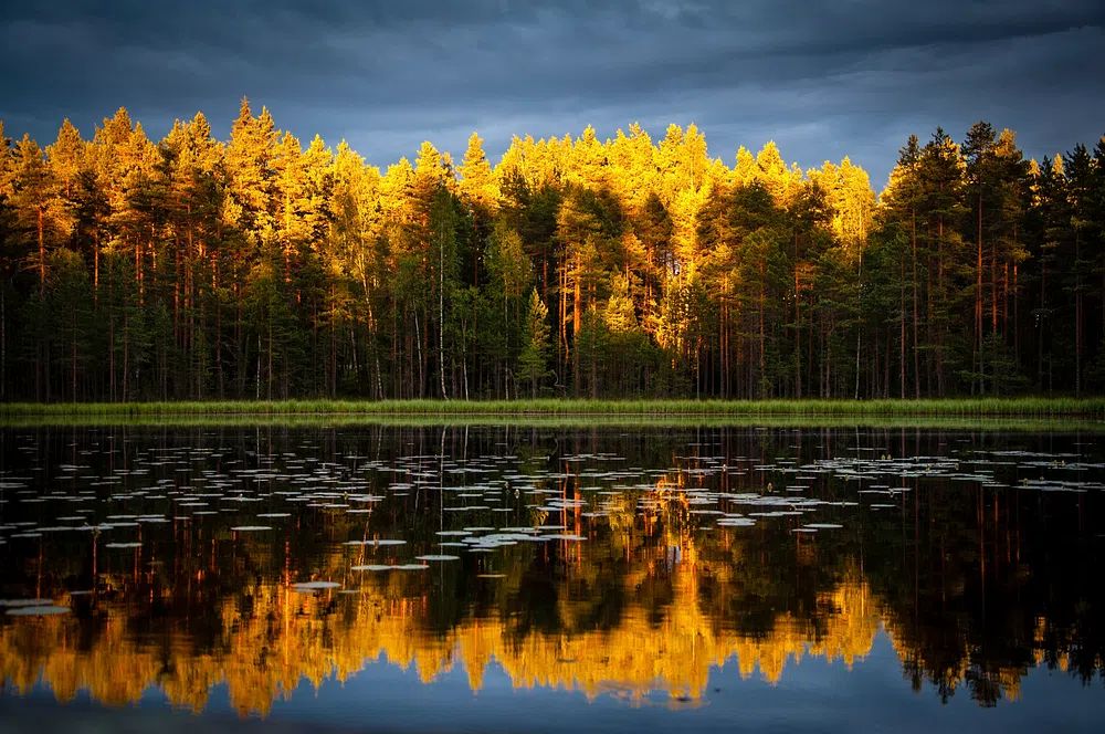 Golden Forest Lake Landscape Poster. poster detail