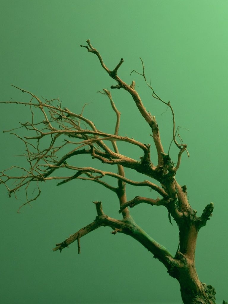 Solitary Tree Branches Print. poster detail