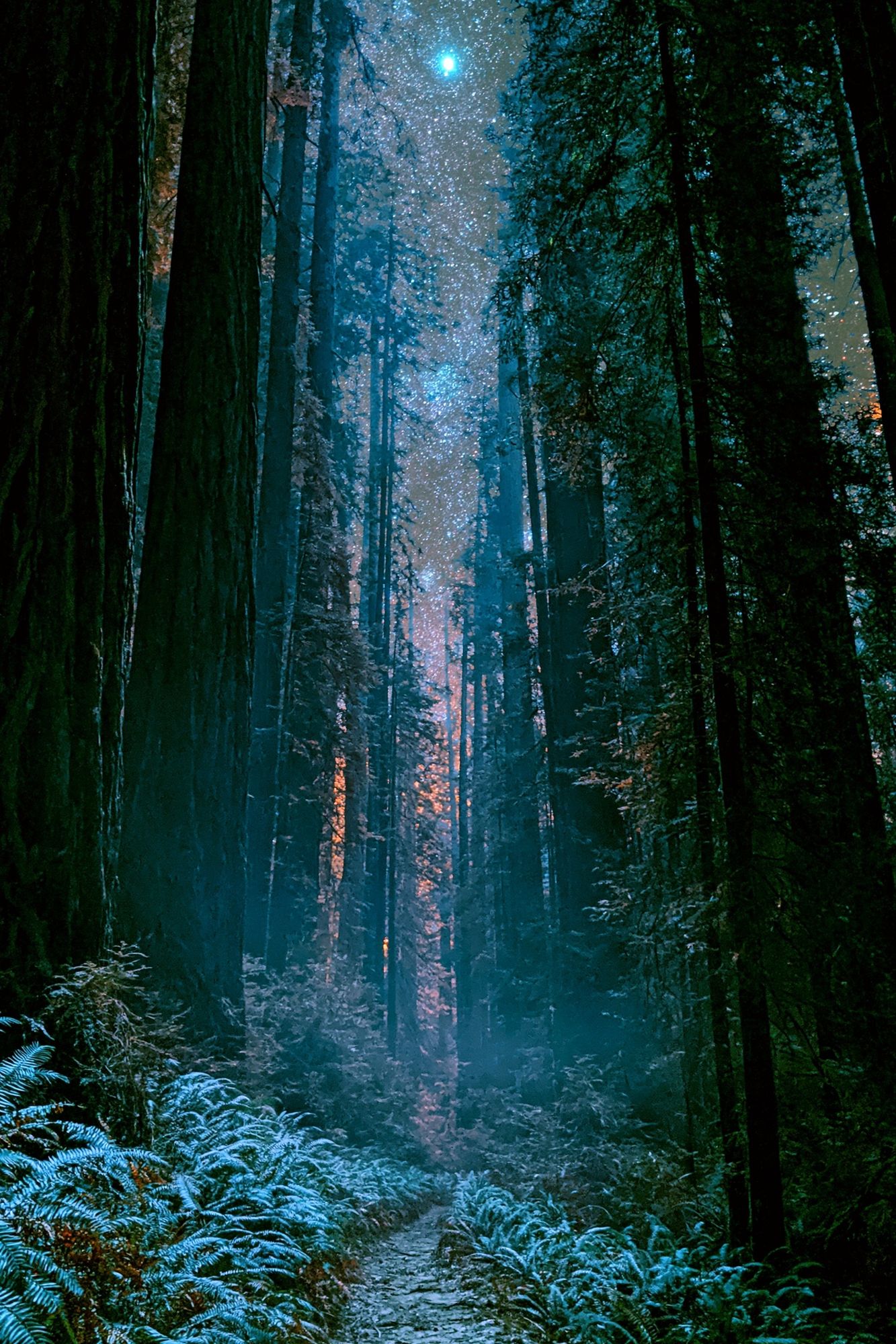 Moonlit Redwood Forest Poster. poster — nature art