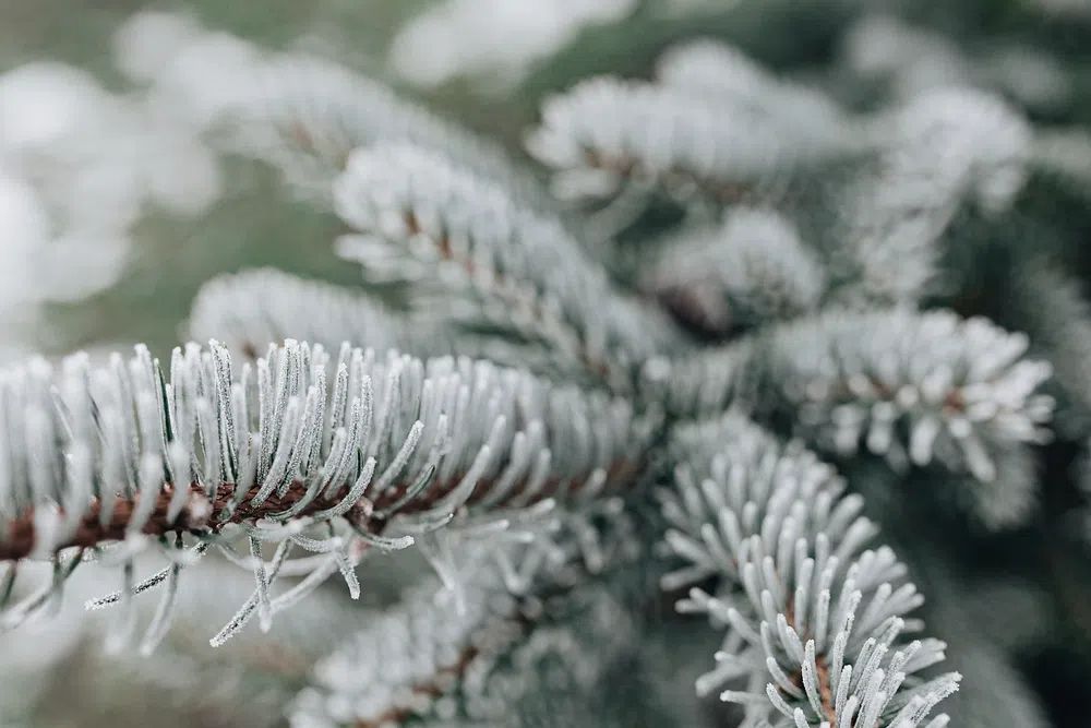 Frosted Pine Needles Nature Print. poster — nature art