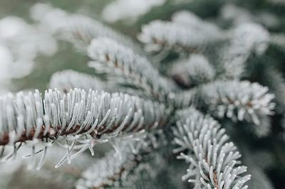 Frosted Pine Needles Nature Print. poster