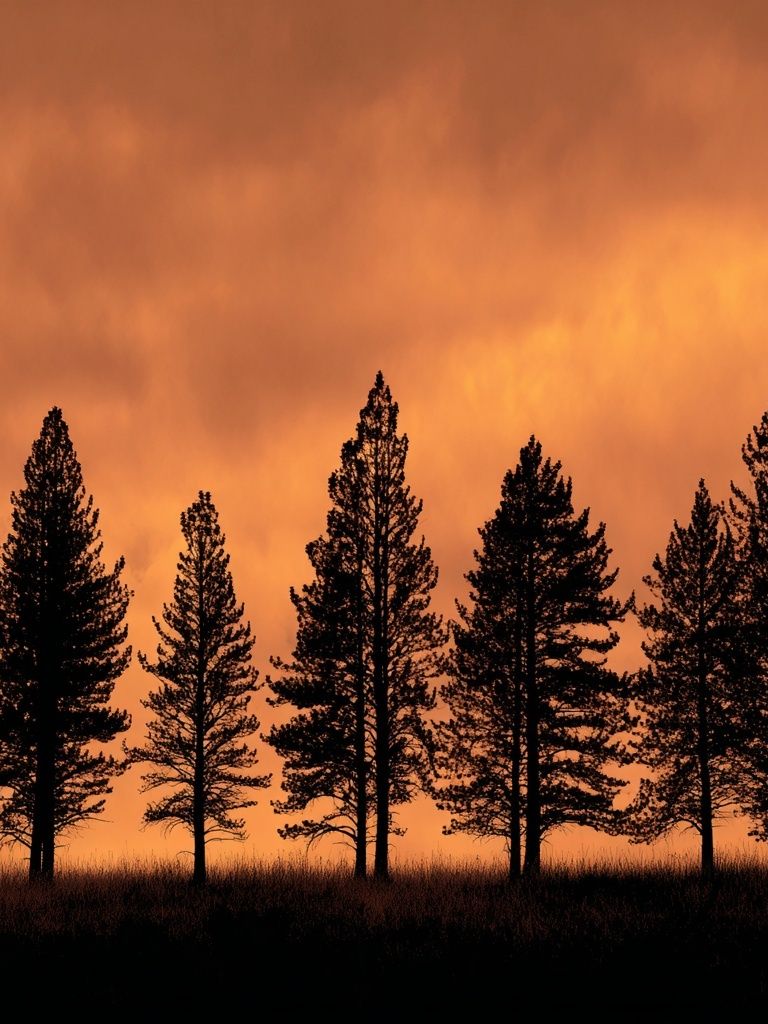 Sunset Pine Silhouettes Poster. poster detail