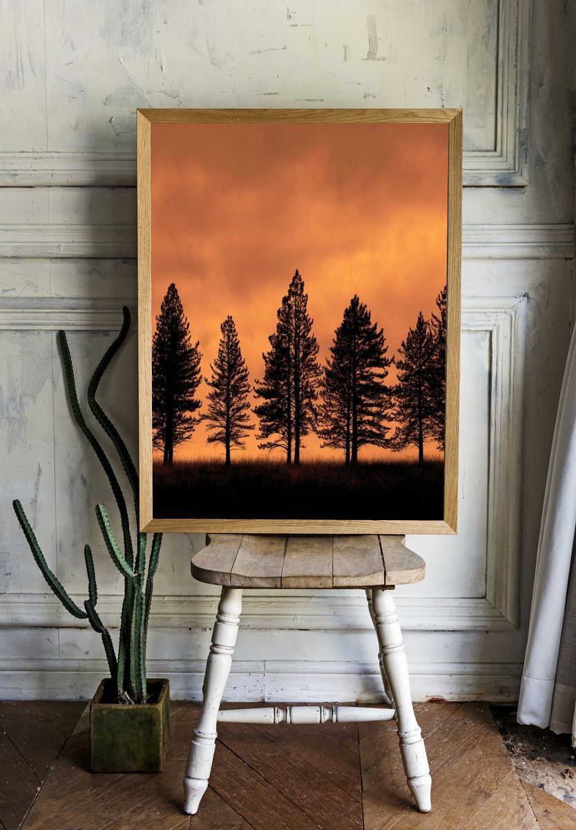 Sunset Pine Silhouettes Poster. — room view 1