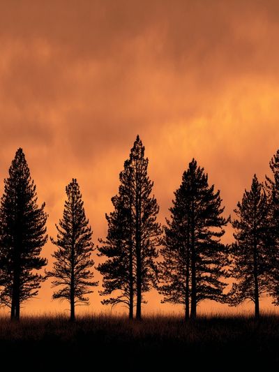 Sunset Pine Silhouettes Poster. poster