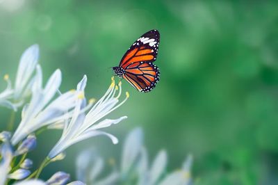 Monarch Butterfly on Flower — Nature Print. poster