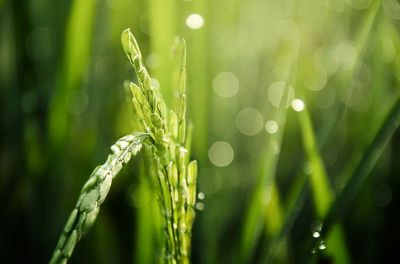 Morning Dew on Grass — Nature Print