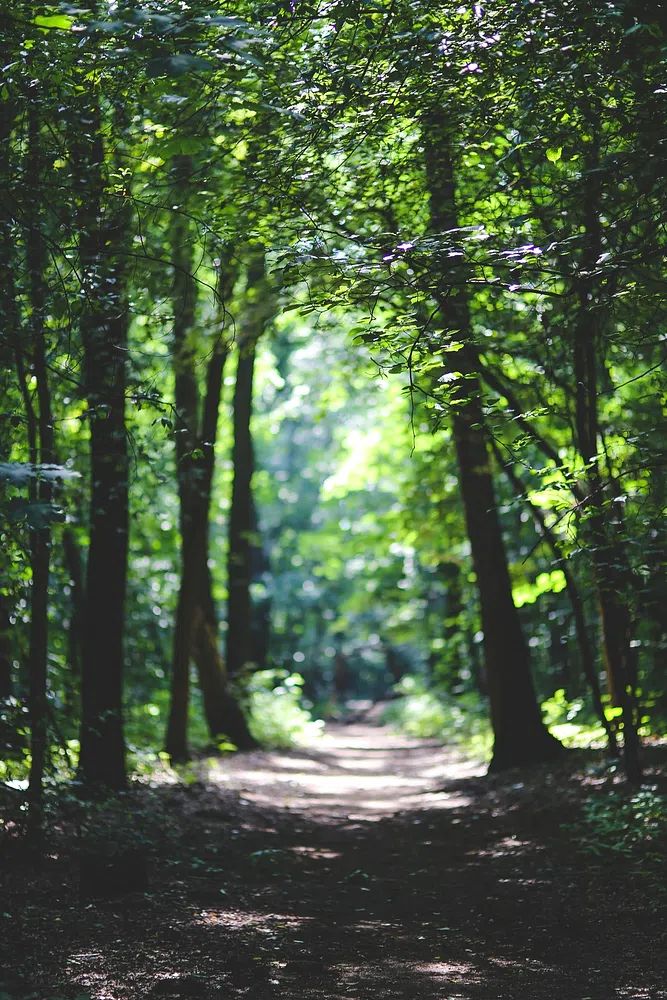 Lush Forest Path — Nature Print. poster — nature art