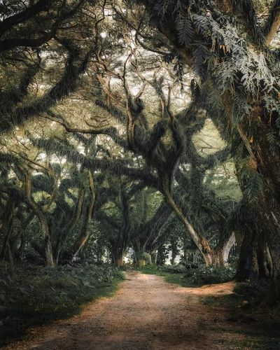Enchanted Forest Path — Nature Print