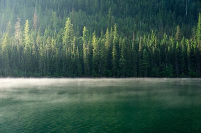 Misty Forest Reflection — Nature Print.