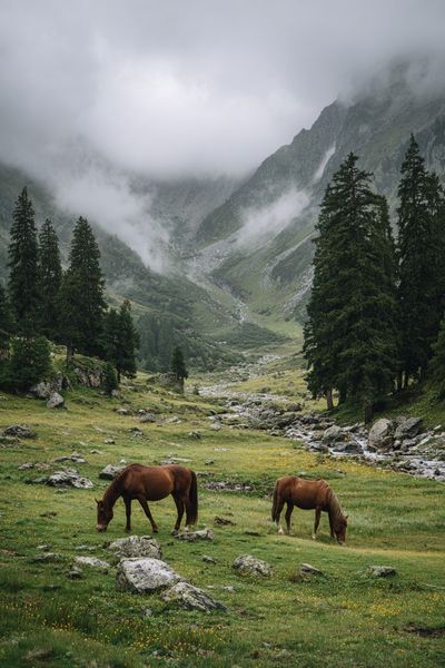 Horses in Misty Mountains