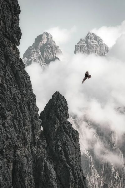 Majestic Mountains and Bird — Photography Print. poster print