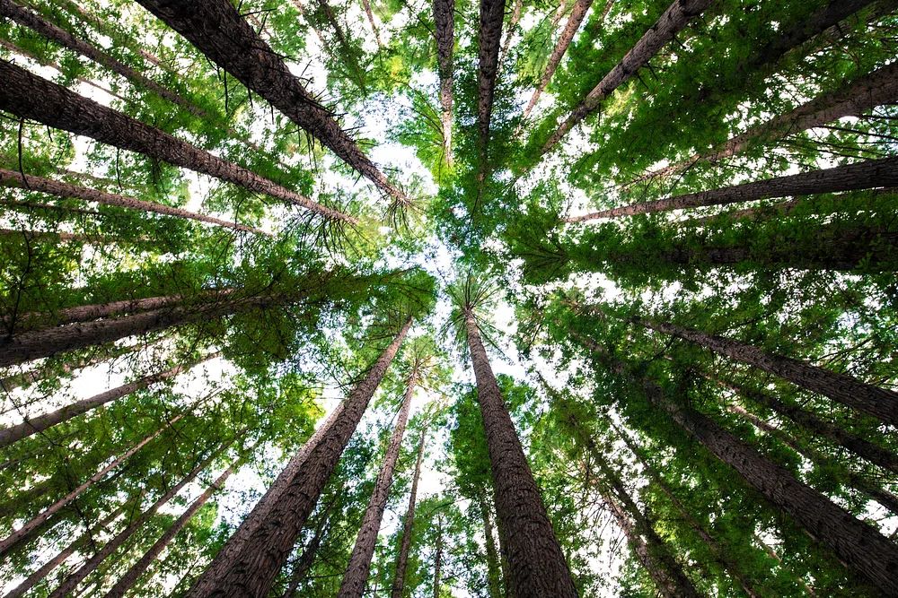 Looking Up at Tall Trees — Nature Poster. poster — nature art