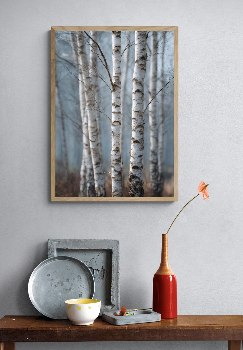 Birch Trees in Mist — Nature Photography Poster. — room view 3