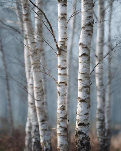 Birch Trees in Mist — Nature Photography Poster. poster