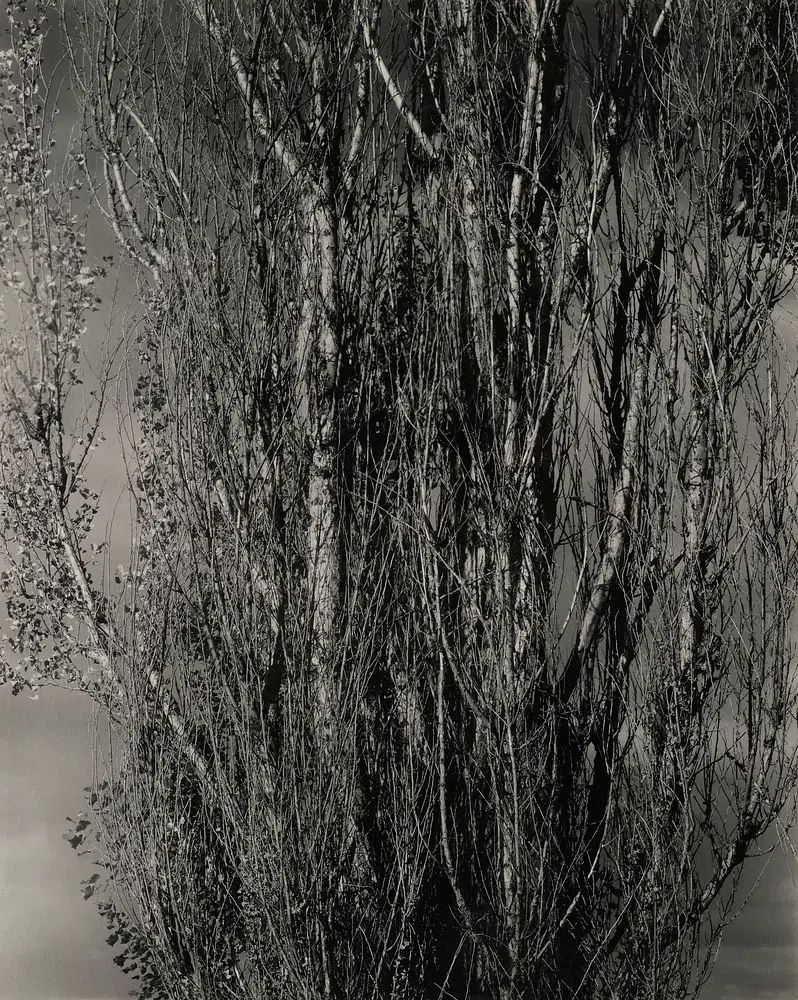 Monochrome Tree Silhouette Poster. poster — nature art