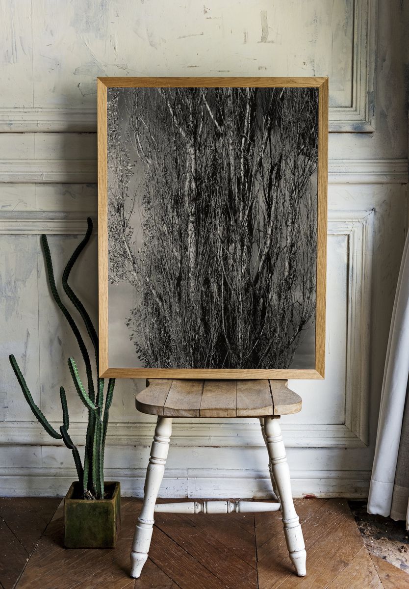 Monochrome Tree Silhouette Poster. — room view 1