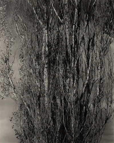 Monochrome Tree Silhouette Poster