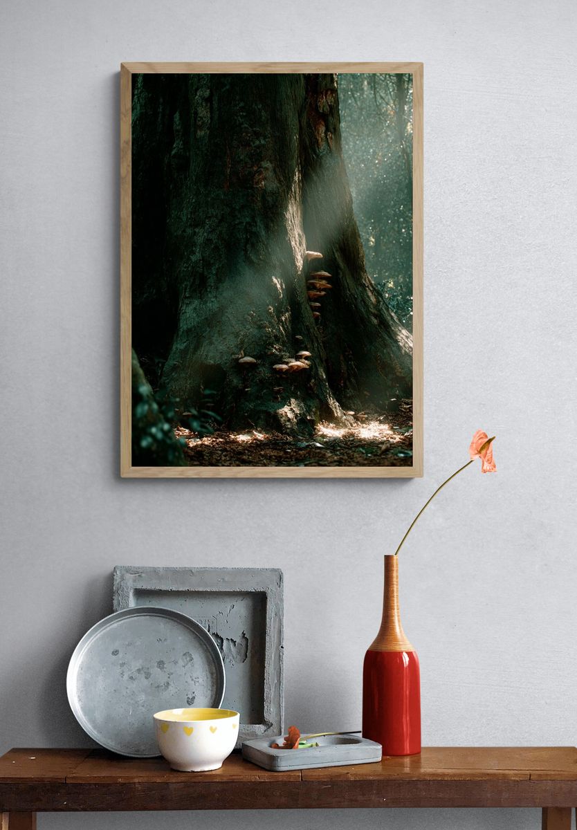 Mushroom Growth on Ancient Tree — Nature Print. — room view 3