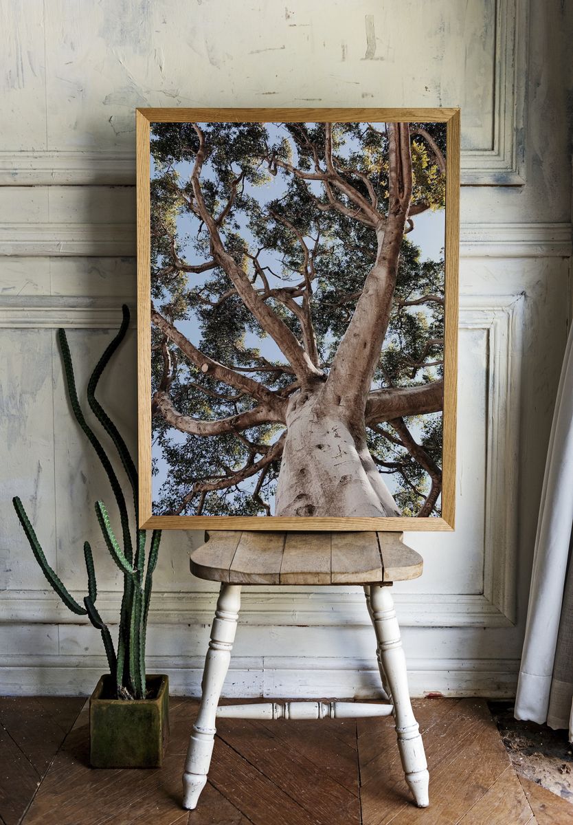 Majestic Tree Canopy — Nature Print room preview