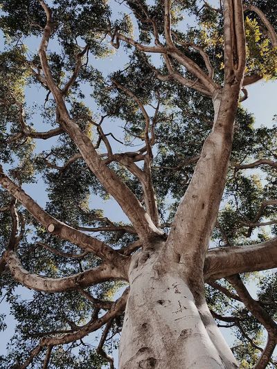 Majestic Tree Canopy — Nature Print. poster