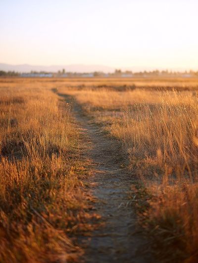 Golden Pathway at Sunset Poster.