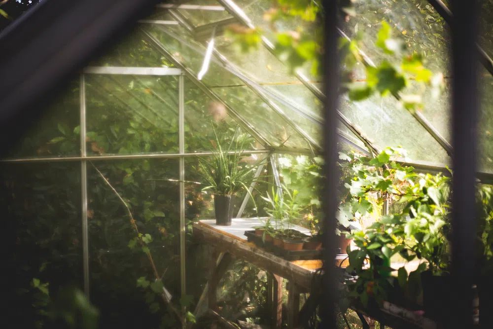 Greenhouse Interior — Nature Print. poster detail