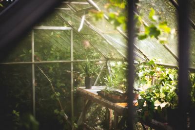 Greenhouse Interior — Nature Print. poster