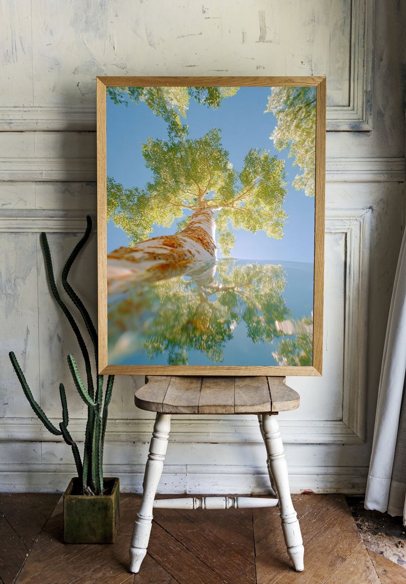 Birch Tree Reflection — Nature Print. — room view 1
