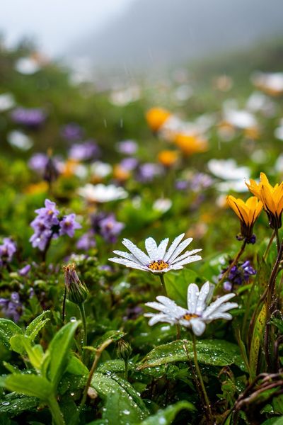 Dewy Wildflowers — Nature Print. poster