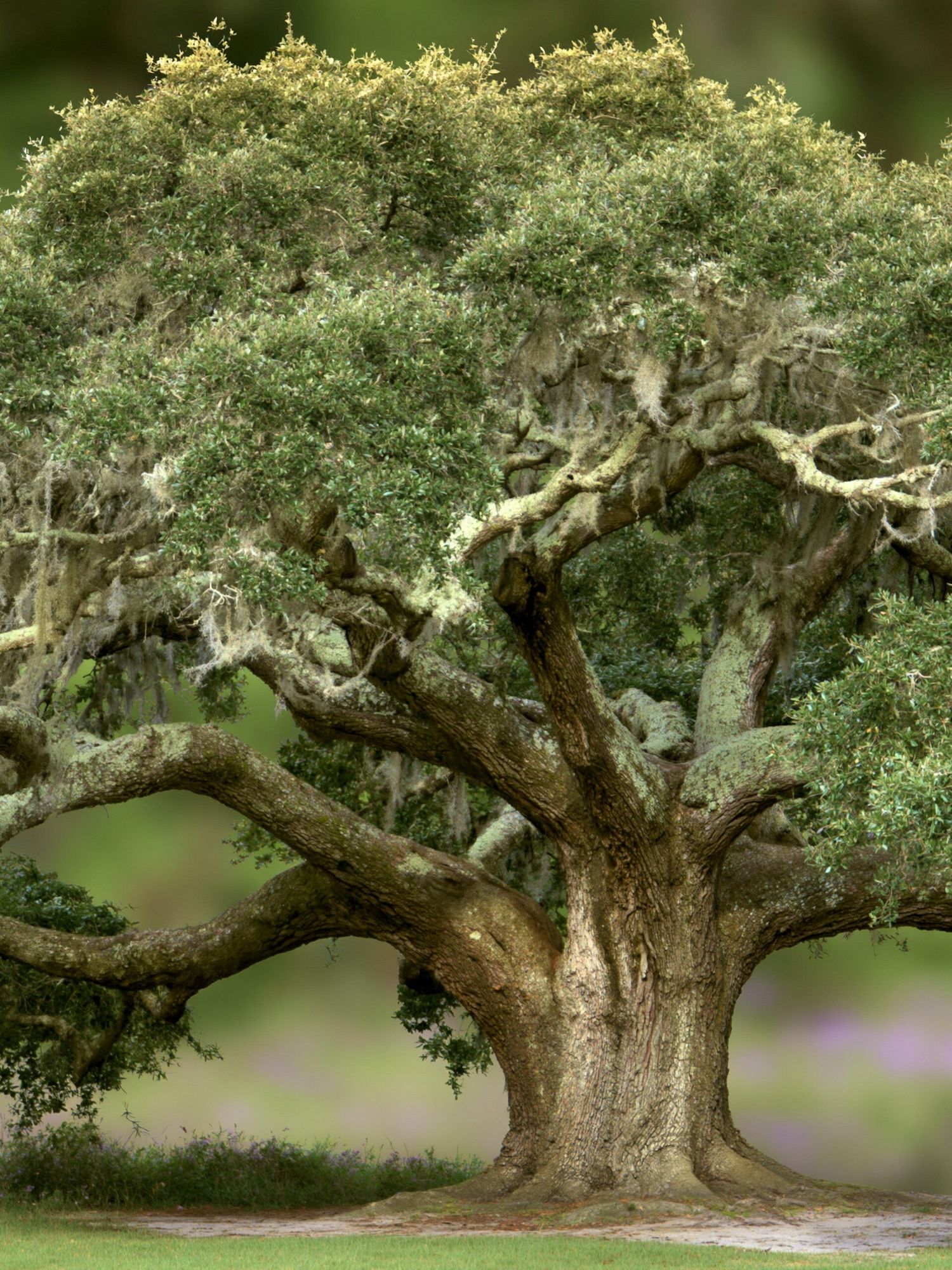 Ancient Oak Tree Photography Poster. poster detail