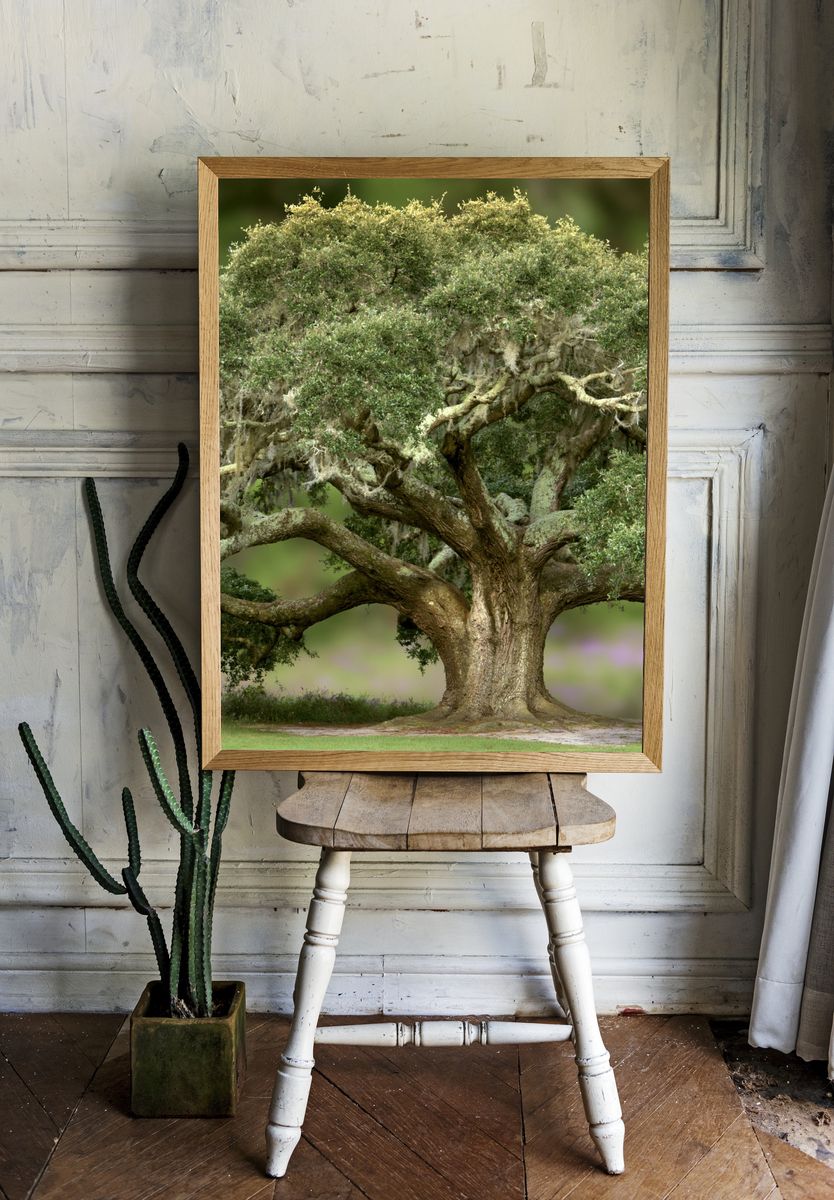Ancient Oak Tree Photography Poster. — room view 1