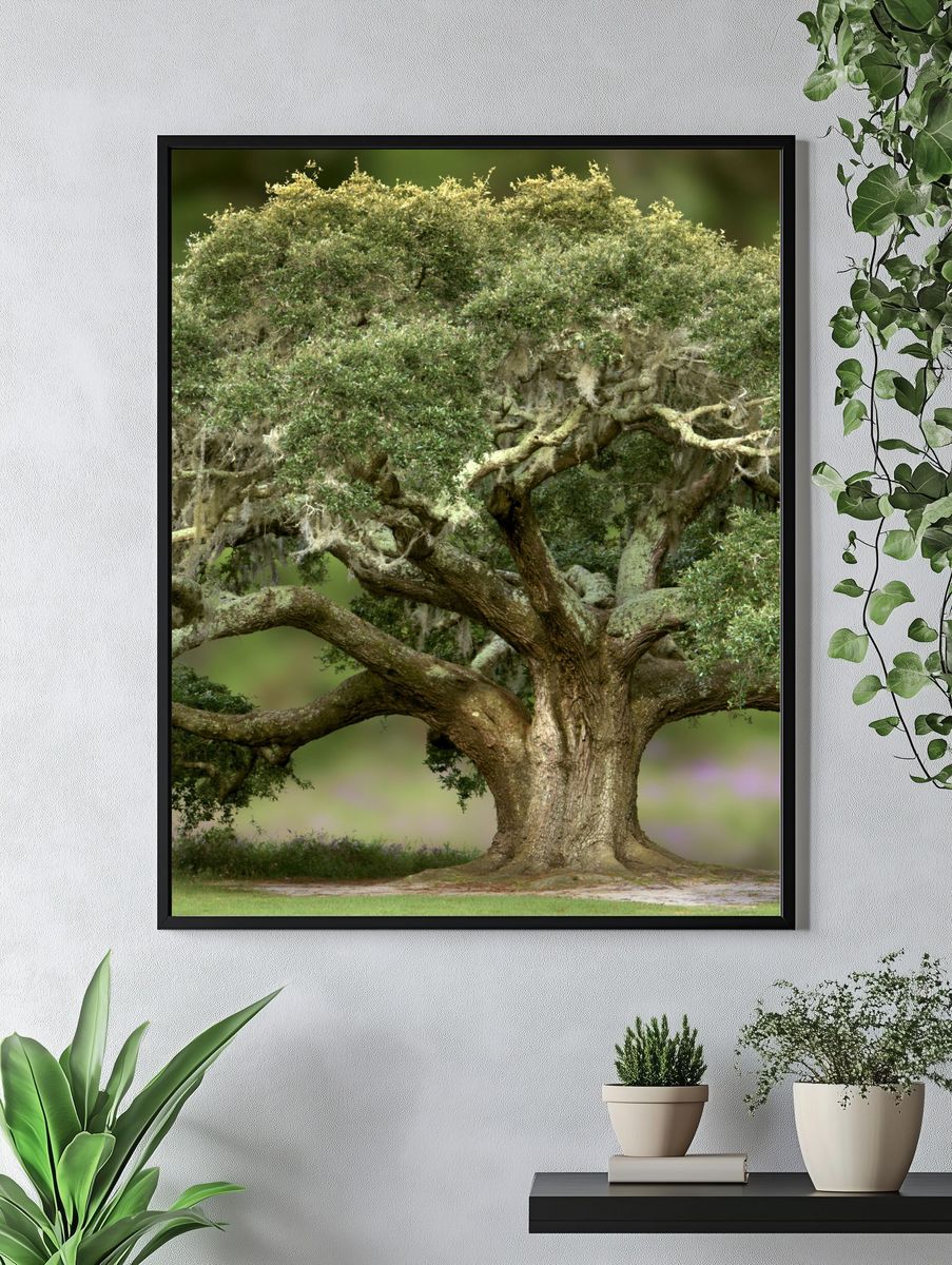 Ancient Oak Tree Photography Poster. — room view 4