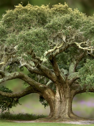Ancient Oak Tree Photography Poster. poster