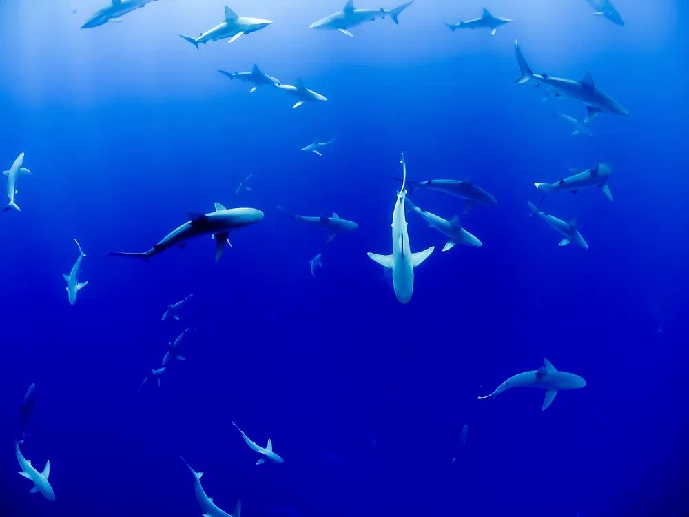 Underwater Sharks — Photography Print. poster — photography art