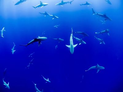 Underwater Sharks — Photography Print. poster print
